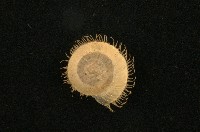 藏品(薄盾蝸牛)的圖片